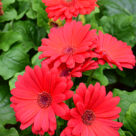 Plant Photo 7