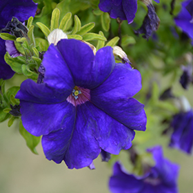 Plant Photo 1
