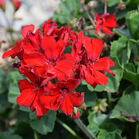 Plant Photo 8