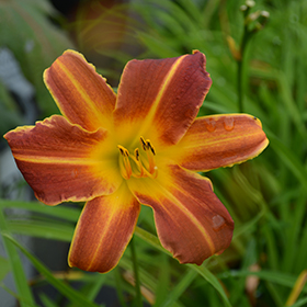 Plant Photo 5