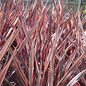 Plant Photo 7