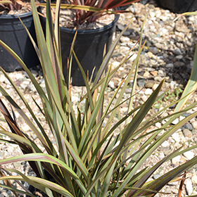 Plant Photo 2