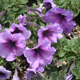 Plant Photo 2