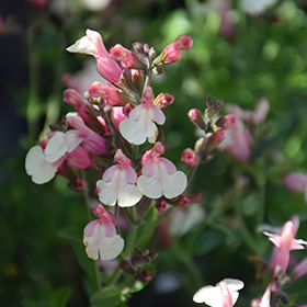 Plant Photo 7