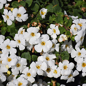 Plant Photo 1
