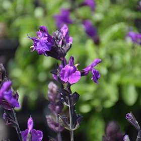 Plant Photo 8