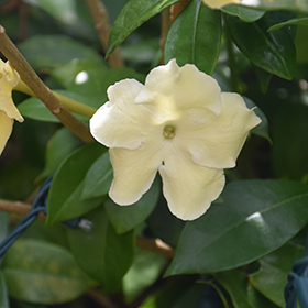 Plant Photo 1