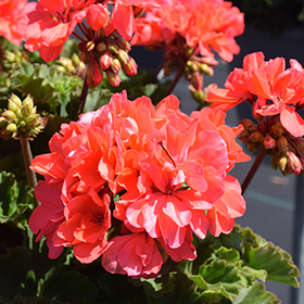 Plant Photo 10