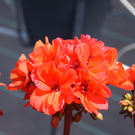 Plant Photo 9
