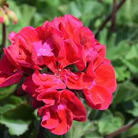 Plant Photo 7