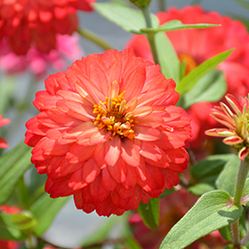Plant Photo 8