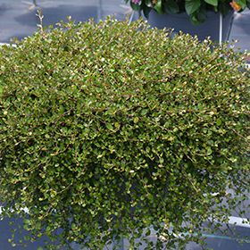 Plant Photo 9