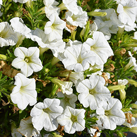 Plant Photo 4