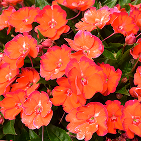Plant Photo 7