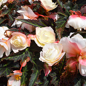 Plant Photo 4