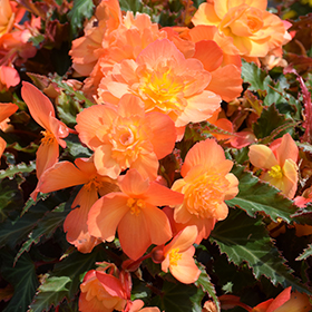 Plant Photo 3