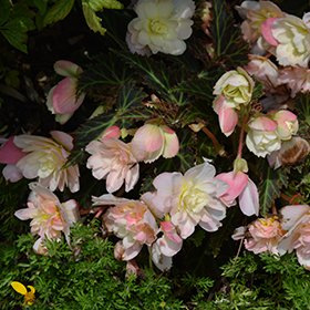 Plant Photo 5