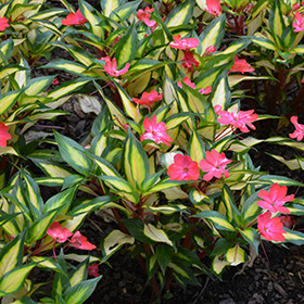 Plant Photo 10