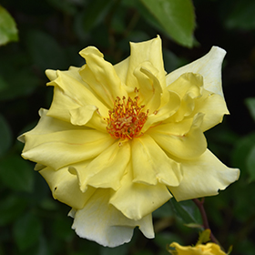 Plant Photo 3