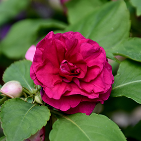 Plant Photo 4