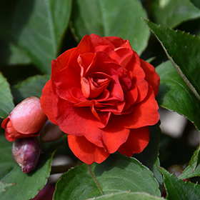 Plant Photo 5