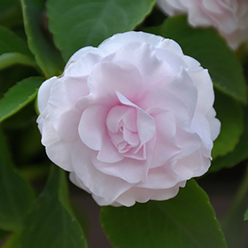 Plant Photo 6