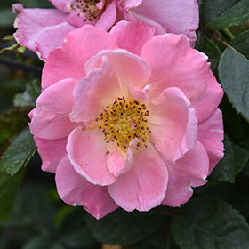 Plant Photo 3