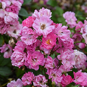 Plant Photo 2