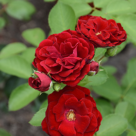 Plant Photo 3