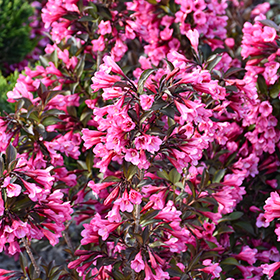 Plant Photo 7