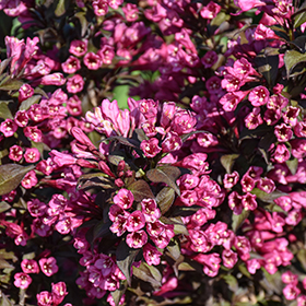 Plant Photo 2