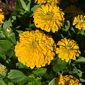 Plant Photo 1