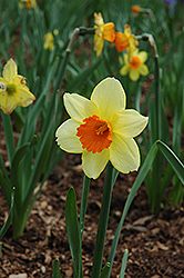 Fortissimo Daffodil (Narcissus 'Fortissimo') in Reno Sparks Lake Tahoe ...