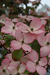 Cornus kousa Heart Throb® ('Schmred') (PP9283) from NVK Nurseries