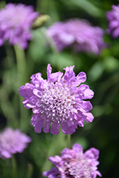 Buy pincushion flower or scabious Scabiosa 'Pink Mist