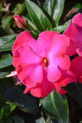 Roller Coaster Hot Pink Impatiens Impatiens Roller Coaster Hot