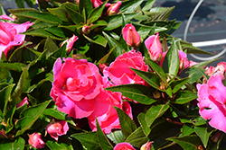 Roller Coaster Hot Pink Impatiens Impatiens Roller Coaster Hot